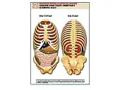 Рельефная таблица "Расположение органов грудной и брюшной полостей по отношению к скелету"(А1, лам.)